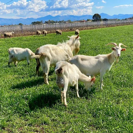 L'ovile Alloggio per agriturismo *